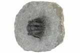Kayserops Trilobite - Bou Lachrhal, Morocco #189973-3